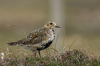 Златни вивак је назван Charadrius apricarius и Charadrius pluvialis in 1758.