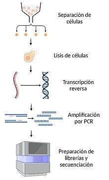 Esquema del protocolo de la secuenciación de ARN de células individuales. Incluye cinco pasos: separación de células, lisis de células, transcripción reversa, amplificación por PCR y preparación de librerías y secuenciación.