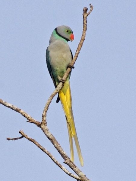 പ്രമാണം:Psittacula columboides (male) -Kerala -India-8-4c.jpg