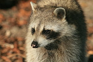 Portrait of a raccoon. the picture was taken i...
