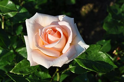 Soft peach colored rose