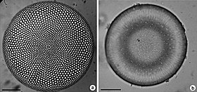 River diatoms.jpg