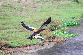 Ruddy shelduck