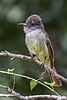 Rufous-tailed flycatcher Myiarchus validus