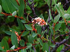 Description de l'image Salix myrtilloides.jpg.