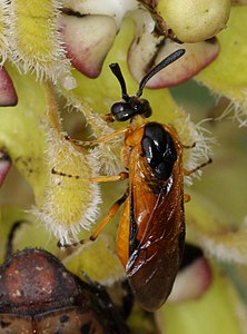 Sawfly, Arge sp. (Argidae, Superfamily Tenthredinoidea)