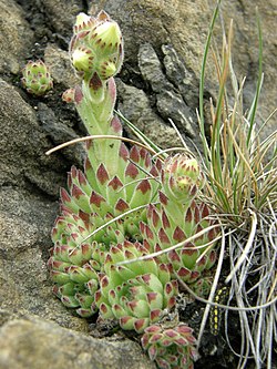 Sempervivum pittonii