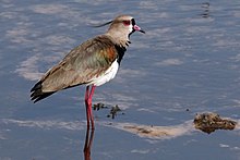 Southern lapwing (Vanellus chilensis lampronotus) 2.JPG