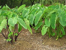 Colocasia esculenta