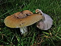 Russula foetens