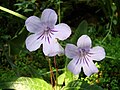 Miniatura para Streptocarpus