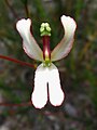 Detail květu Stylidium schoenoides