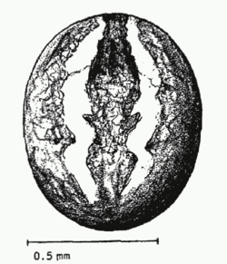 Theridion.attritum.dorsal.png