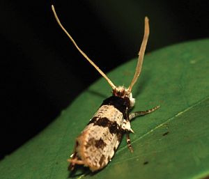 Thisizima fasciaria