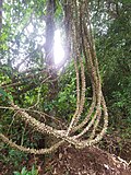 Toddalia asiatica, plante-hôte