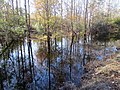 Réflexion des arbres sur le lac