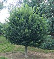 'Androssowii', Grange Farm Arboretum, Lincolnshire