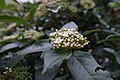 7/ à Paris, 4 fév Viburnum tinus