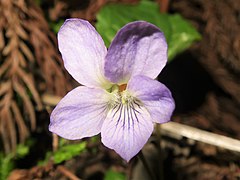 花は淡紫色で、ふつう側弁の基部に毛が生える。花柱はカギ形になり、上部はふくらまず、柱頭は下向きに突き出る。