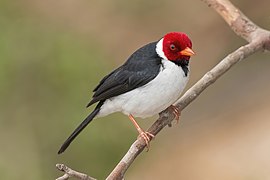 Yellow-billed cardinal (Paroaria capitata)