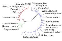 Árbol de la vida simplificado