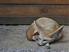 Fennek (Vulpes zerda)