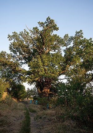 Один зі старинських дубів