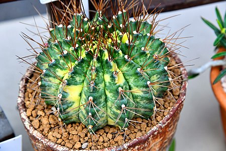 กระบองเพชร Cactus of Thailand