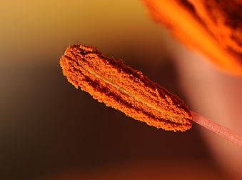 Étamine d'une fleur de lys (Liliaceae sp.). Image composée de quatorze photos assemblées avec CombineZP. (définition réelle 3 600 × 2 680)