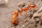 Miniatura per Myrmica scabrinodis