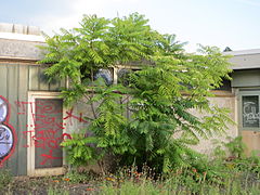 Photographie en couleurs d'un arbre au tiges nombreuses, à feuilles composées vert clair, poussant devant un bâtiment couvert de tags.
