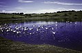 Swans in a lake, Zambia or Zimbabwe.