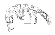 Accalathura borradailei