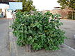 The shrub at the port gate of cement berth in Aden, Yemen. Port gate on the left end of this photo. Can be somebody know the name of this plant?