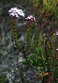 Ageratina vacciniifolia