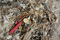 This Laysan Albatross chick has been accidenta...