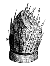 alt = Spin-tepel of kegel