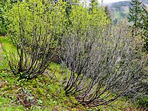 Groene els in het beschermde bergmassief Tsjornohirsky van de Oekraïense Karpaten.