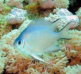 Most coral reef fish have spines in their fins like this damselfish