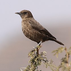 נקבה של מירמקוסיקלה פורמיקיבורה