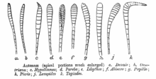 Butterfly antennal shapes, mainly clubbed, unlike those of moths. Drawn by C. T. Bingham, 1905 Antennae ctb.png