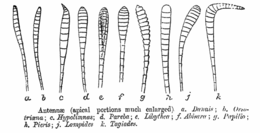 Butterfly antennae shapes Antennae ctb.png