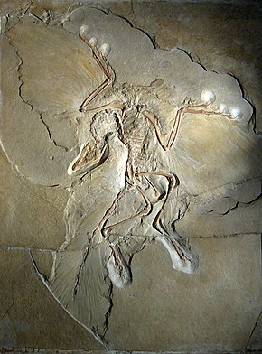 The Berlin specimen of Archaeopteryx lithographica Archaeopteryx lithographica (Berlin specimen).jpg