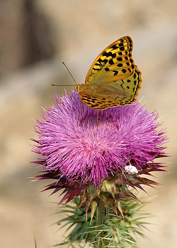 Перламутровка пандора (Argynnis pandora) на цветке татарника колючего (Onopordum acanthium)