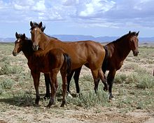 Аризона 2004 Mustangs.jpg