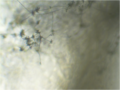 Arthrobotrys conidiophores 40X.png