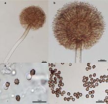 Aspergillus niger-awamori.jpg