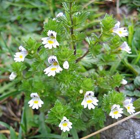 Kalk-Øjentrøst (Euphrasia rostkoviana).