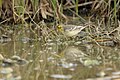 Citrine Wagtail