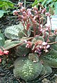 Bertolonia maculata BotGardBln07122011B.jpg